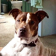 Indie is registered to the contest to win money with this photo: animal, bathroom, brown_and_white, canine, carpet, collar, curious, dog, domestic, ears, face, fur, household, indoor, looking, mammal, pet, sitting, toilet, towel