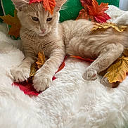 Achille a rejoint le concours — aidez-le/la à gagner de superbes lots ! kitten, cat, autumn_leaves, fluffy_blanket, green_chair, relaxed, indoor, cute, feline, orange_leaves, yellow_leaves, white_fur, soft_texture, resting, paws, young_cat, cozy, seasonal, nature_inspired, decor