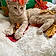 Achille