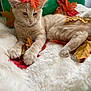 kitten, cat, autumn_leaves, fluffy_blanket, green_chair, relaxed, indoor, cute, feline, orange_leaves, yellow_leaves, white_fur, soft_texture, resting, paws, young_cat, cozy, seasonal, nature_inspired, decor