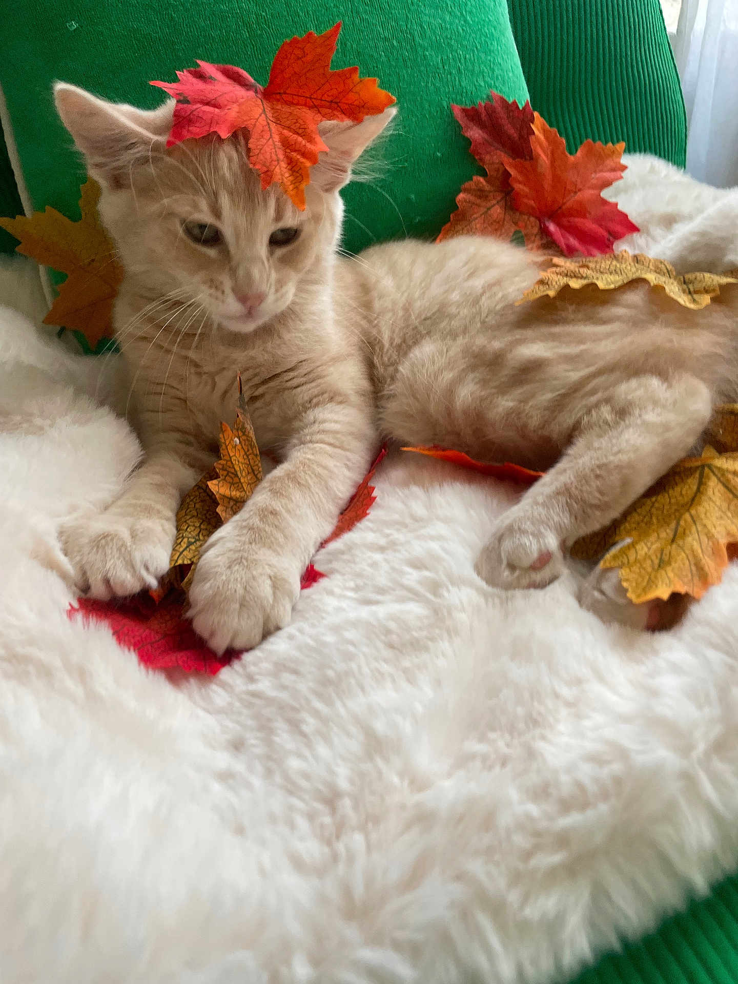 Achille a rejoint le concours — aidez-le/la à gagner de superbes lots ! kitten, cat, autumn_leaves, fluffy_blanket, green_chair, relaxed, indoor, cute, feline, orange_leaves, yellow_leaves, white_fur, soft_texture, resting, paws, young_cat, cozy, seasonal, nature_inspired, decor