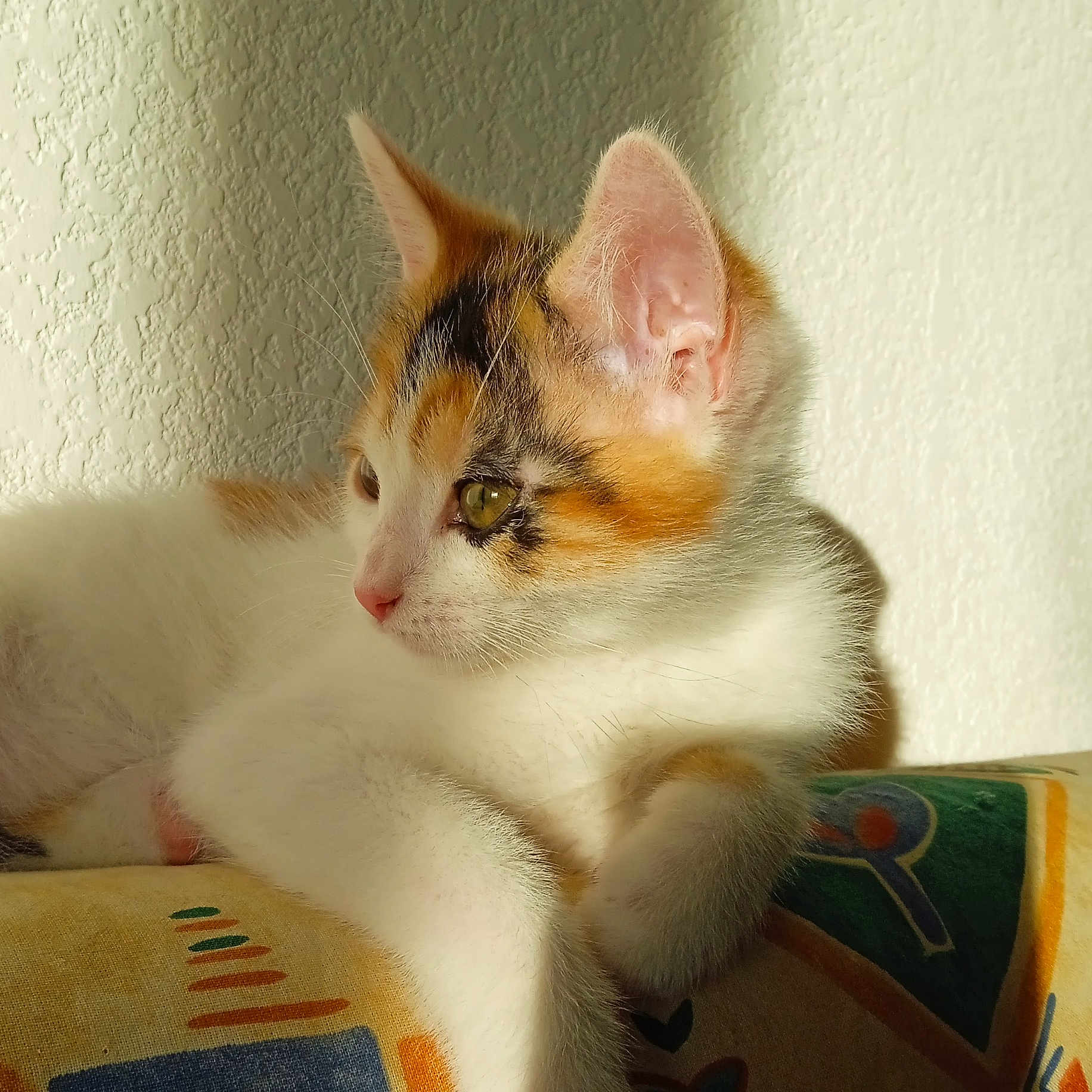 Talia participe au concours pour gagner de l'argent avec cette photo : abyssinian, angora, animal, armchair, cat, chair, couch, furniture, kitten, manx, pet, siamese