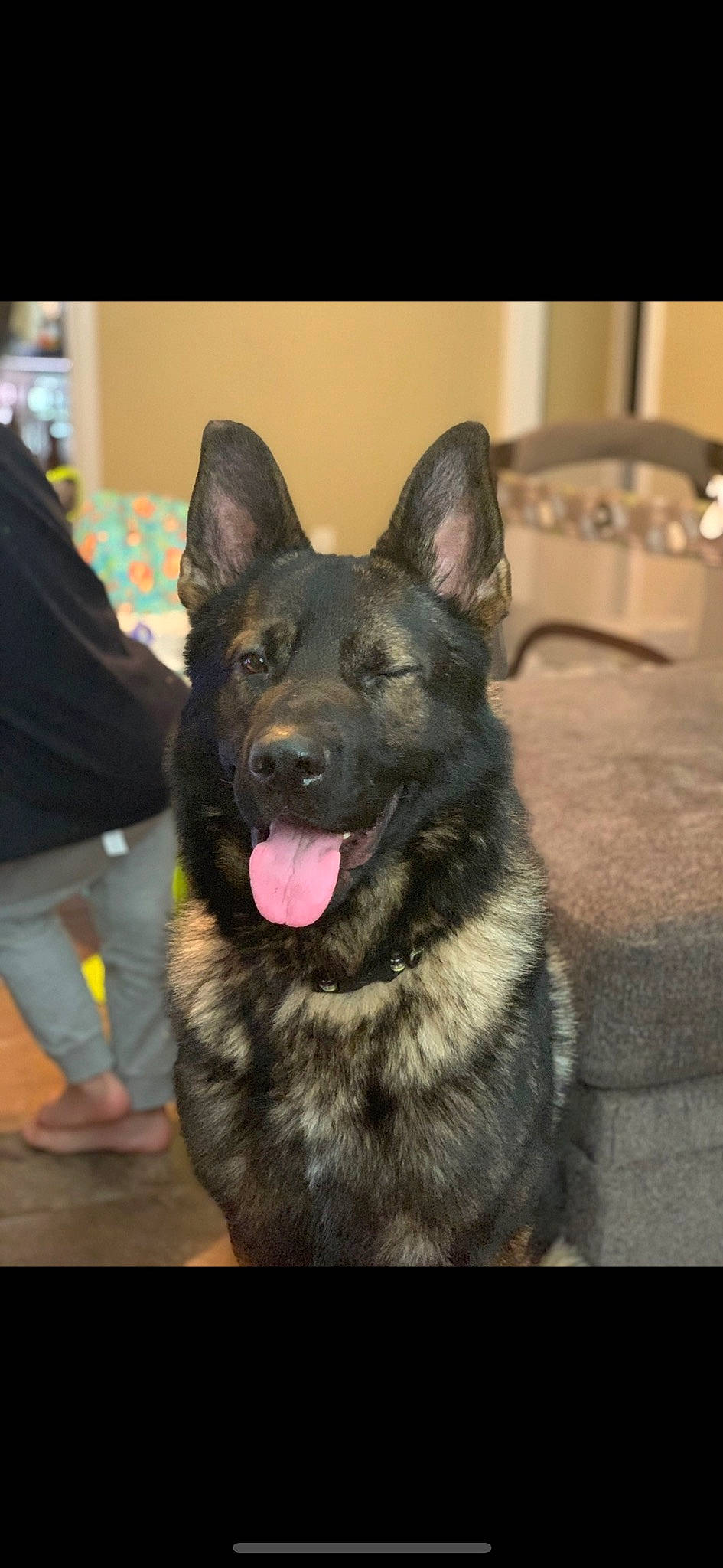 Diezel is registered to the contest to win money with this photo: canidae, canis, carnivore, companion_dog, dog, dog_breed, east_european_shepherd, fur, german_shepherd_dog, guard_dog, herding_dog, jaw, king_shepherd, law_enforcement, old_german_shepherd_dog, snout, sporting_group, whiskers, working_animal, working_dog