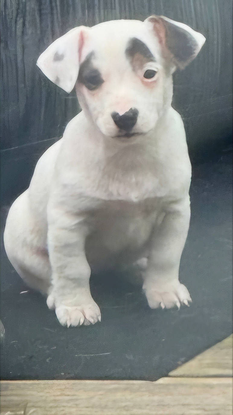 Vaiana a rejoint le concours — aidez-le/la à gagner de superbes lots ! animal, ball, boxer, bulldog, canine, dalmatian, dog, football, frenchbulldog, hound, husky, labradorretriever, pet, pitbull, puppy, snout, soccer, soccerball, sport, whitedog