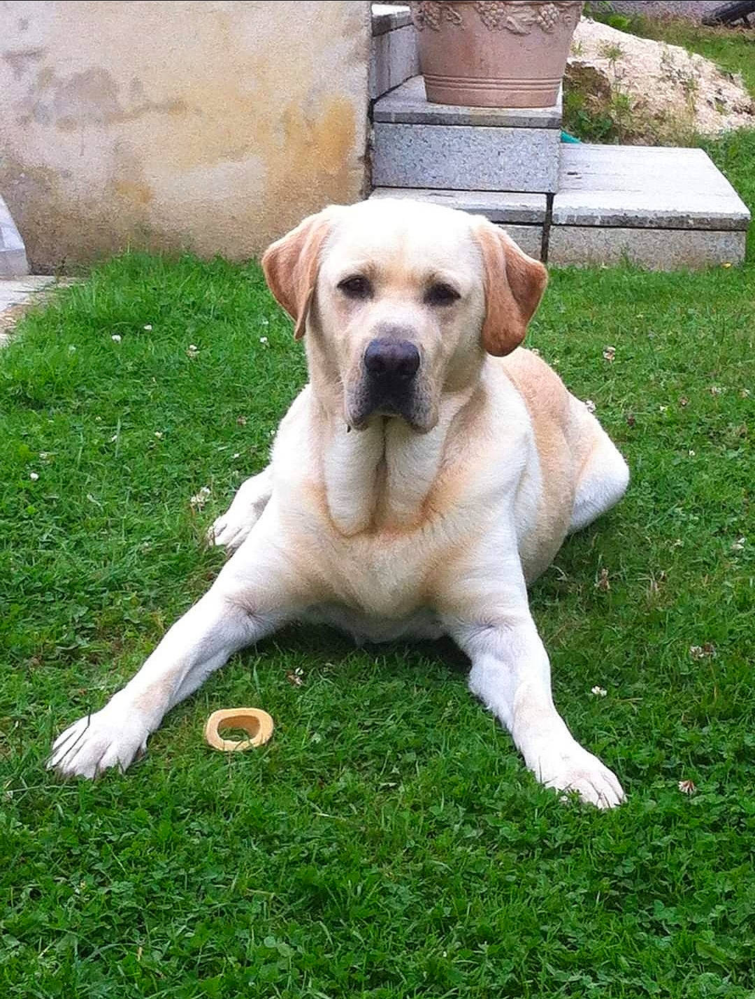 Eristoff a rejoint le concours — aidez-le/la à gagner de superbes lots ! canidae, carnivore, companion_dog, dog, dog_breed, fawn, grass, groundcover, labrador_retriever, plant, puppy, snout, sporting_group, tail, working_dog, wrinkle, yard