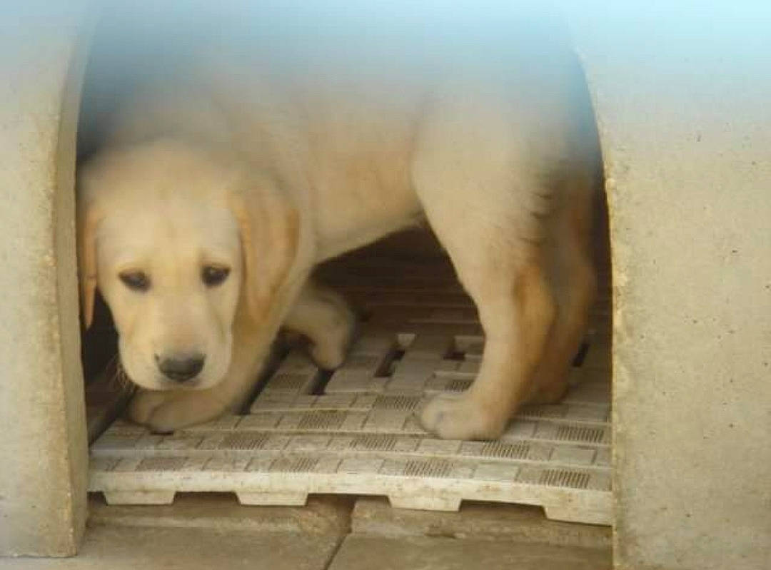 Eristoff a rejoint le concours — aidez-le/la à gagner de superbes lots ! carnivore, comfort, companion_dog, dog, dog_breed, fawn, flooring, fur, pet_supply, snout, sporting_group, terrestrial_animal, wood, working_animal