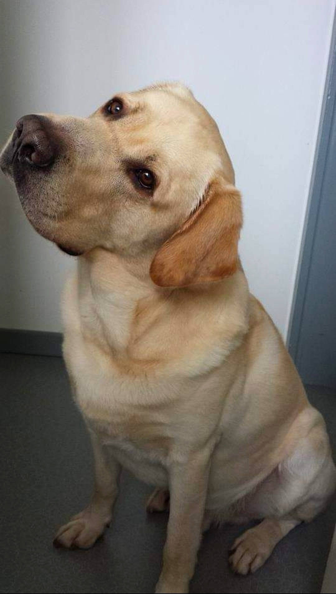 Eristoff a rejoint le concours — aidez-le/la à gagner de superbes lots ! canidae, carnivore, collar, companion_dog, dog, dog_breed, dog_collar, door, ear, fawn, fur, gun_dog, liver, pet_supply, snout, sporting_group, tail, whiskers, wood, working_animal