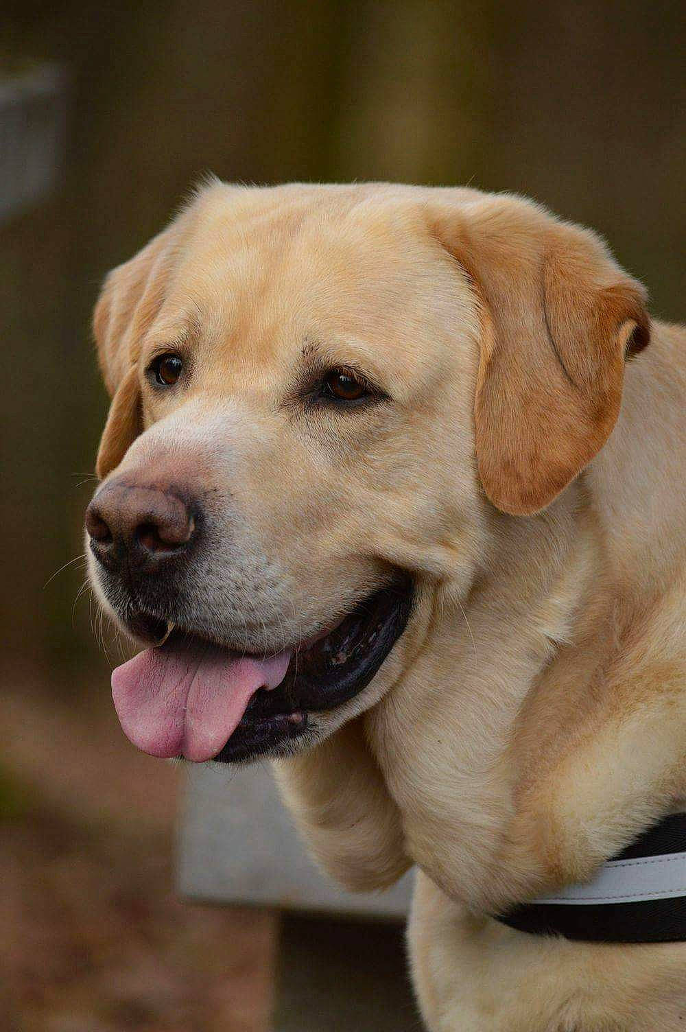 Eristoff participe au concours pour gagner de l'argent avec cette photo : ancient_dog_breeds, canidae, carnivore, collar, companion_dog, dog, dog_breed, dog_collar, fawn, fur, snout, sporting_group, terrestrial_animal, whiskers, working_animal, working_dog