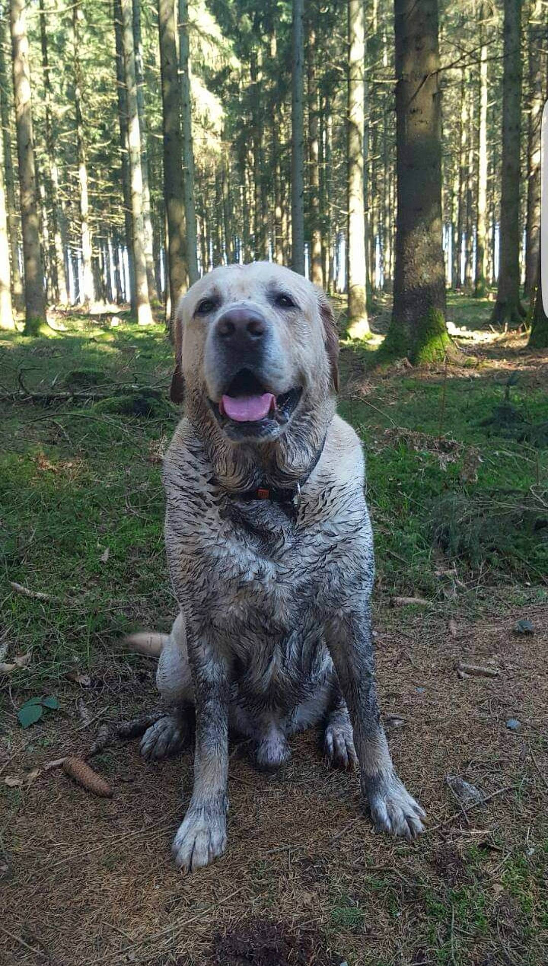 Eristoff participe au concours pour gagner de l'argent avec cette photo : canidae, carnivore, companion_dog, dog, dog_breed, forest, grass, gun_dog, hunting_dog, plant, snout, soil, sporting_group, tail, temperate_broadleaf_and_mixed_forest, tree, trunk, woodland, working_animal, working_dog