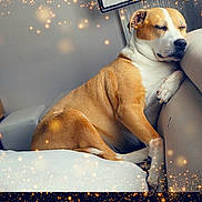 Polia a rejoint le concours — aidez-le/la à gagner de superbes lots ! brown_and_white, calm, canine, closeup, couch, cozy, dog, domestic_animal, ears, furniture, indoor, napping, paw, pet, portrait, relaxed, resting, sleeping, snout, sparkles