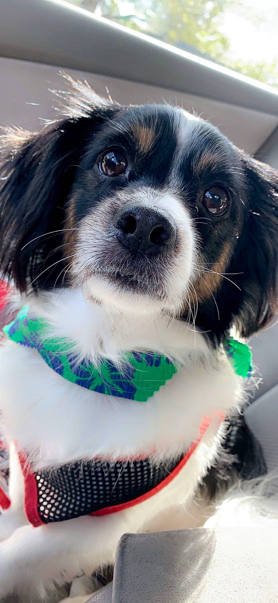 Carlos joined the competition — help win amazing prizes! canidae, carnivore, collar, companion_dog, dog, dog_breed, dog_collar, electric_blue, fur, gun_dog, herding_dog, puppy, puppy_love, snout, spaniel, sporting_group, toy_dog, whiskers, working_animal, working_dog