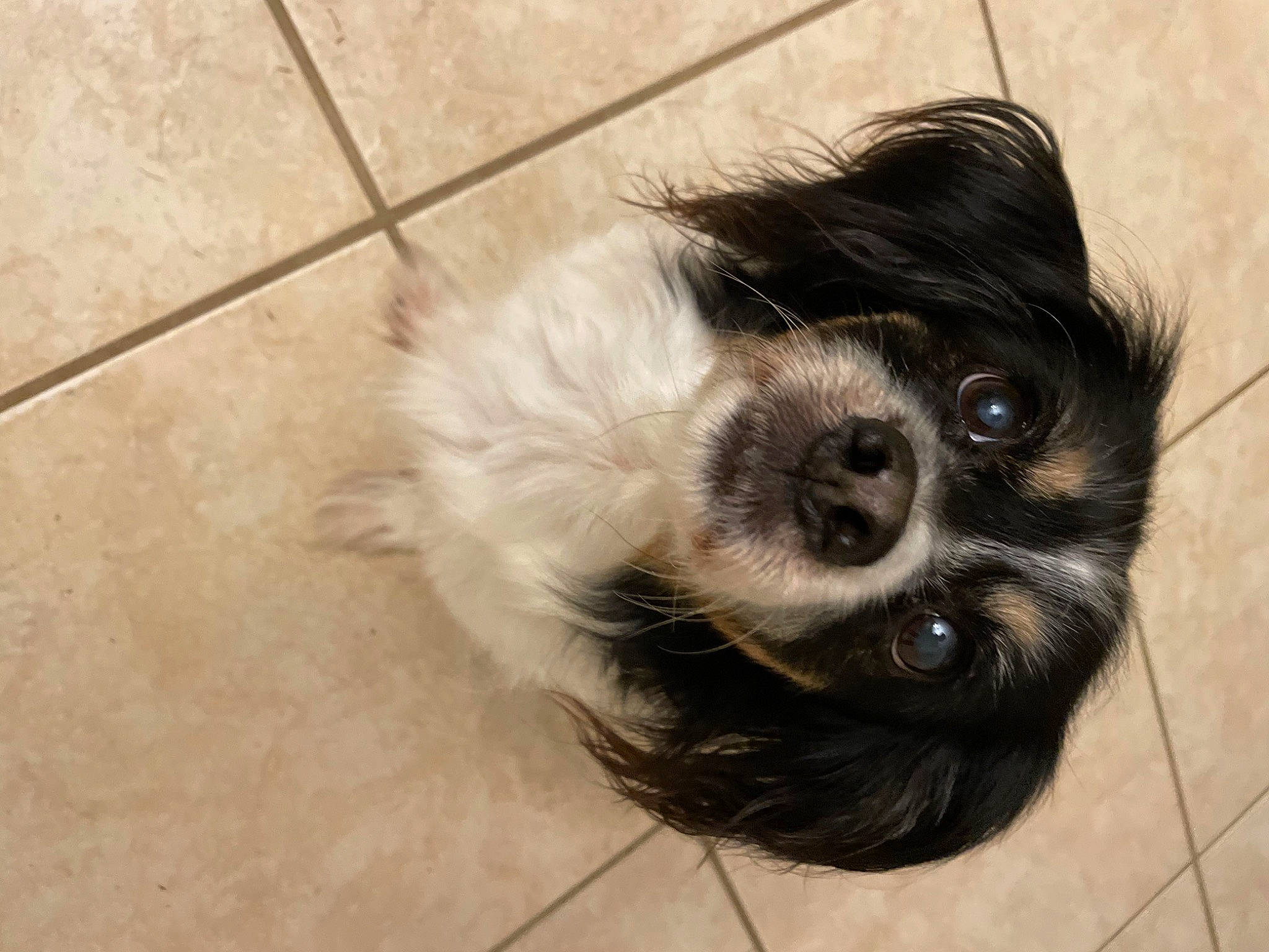 Carlos is registered to the contest to win money with this photo: canidae, carnivore, companion_dog, dog, dog_breed, flooring, fur, hardwood, liver, mal_shi, non_sporting_group, shih_tzu, sporting_group, terrestrial_animal, tile_flooring, toy_dog, whiskers, wood, working_animal