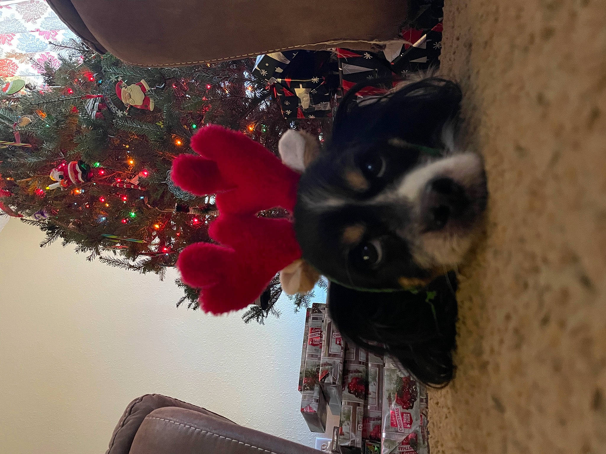 Carlos joined the competition — help win amazing prizes! carmine, carnivore, companion_dog, dog, dog_breed, dress, fashion_accessory, fawn, flower, fur, leg, magenta, petal, plant, red, snout, sporting_group, textile, tints_and_shades, tree