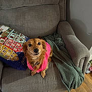 Faith is registered to the contest to win money with this photo: dog, pet, pink_jacket, couch, blanket, pillow, indoor, wooden_floor, small_dog, brown_dog, looking_up, cute, cozy, fur, animal, domestic_animal, companion, furniture, living_room, adorable