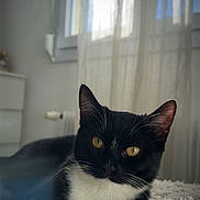 Azura participe au concours pour gagner de l'argent avec cette photo : cat, black_and_white_cat, pet, indoor, blanket, curtains, window, fur, animal, cute, domestic_cat, resting, cozy, feline, yellow_eyes, soft_light, home, relaxed, whiskers, portrait
