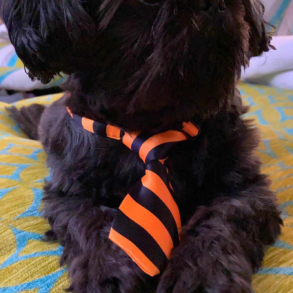 Hall Black a rejoint le concours — aidez-le/la à gagner de superbes lots ! accessories, affenpinscher, animal, canine, cockerspaniel, dog, formalwear, head, necktie, person, pet, poodle, puppy, terrier, tie