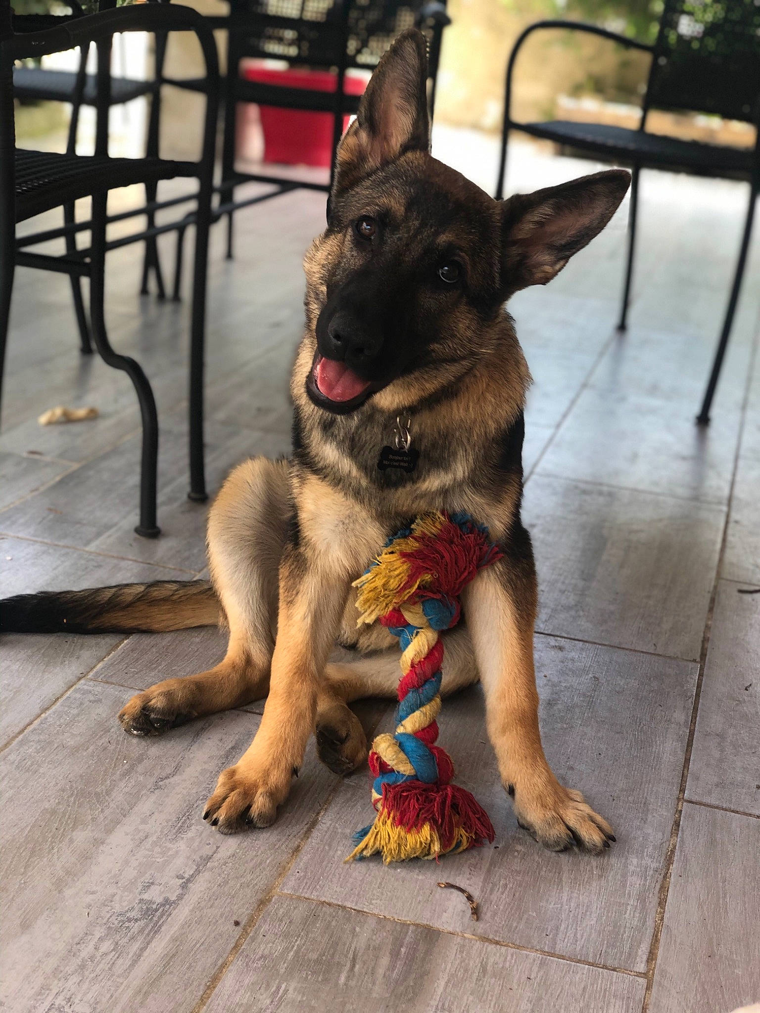Walt a rejoint le concours — aidez-le/la à gagner de superbes lots ! belgian_shepherd, belgian_shepherd_malinois, canidae, carnivore, dog, dog_breed, fawn, german_shepherd_dog, mammal, puppy, rare_breed_dog, snout, vertebrate, working_dog