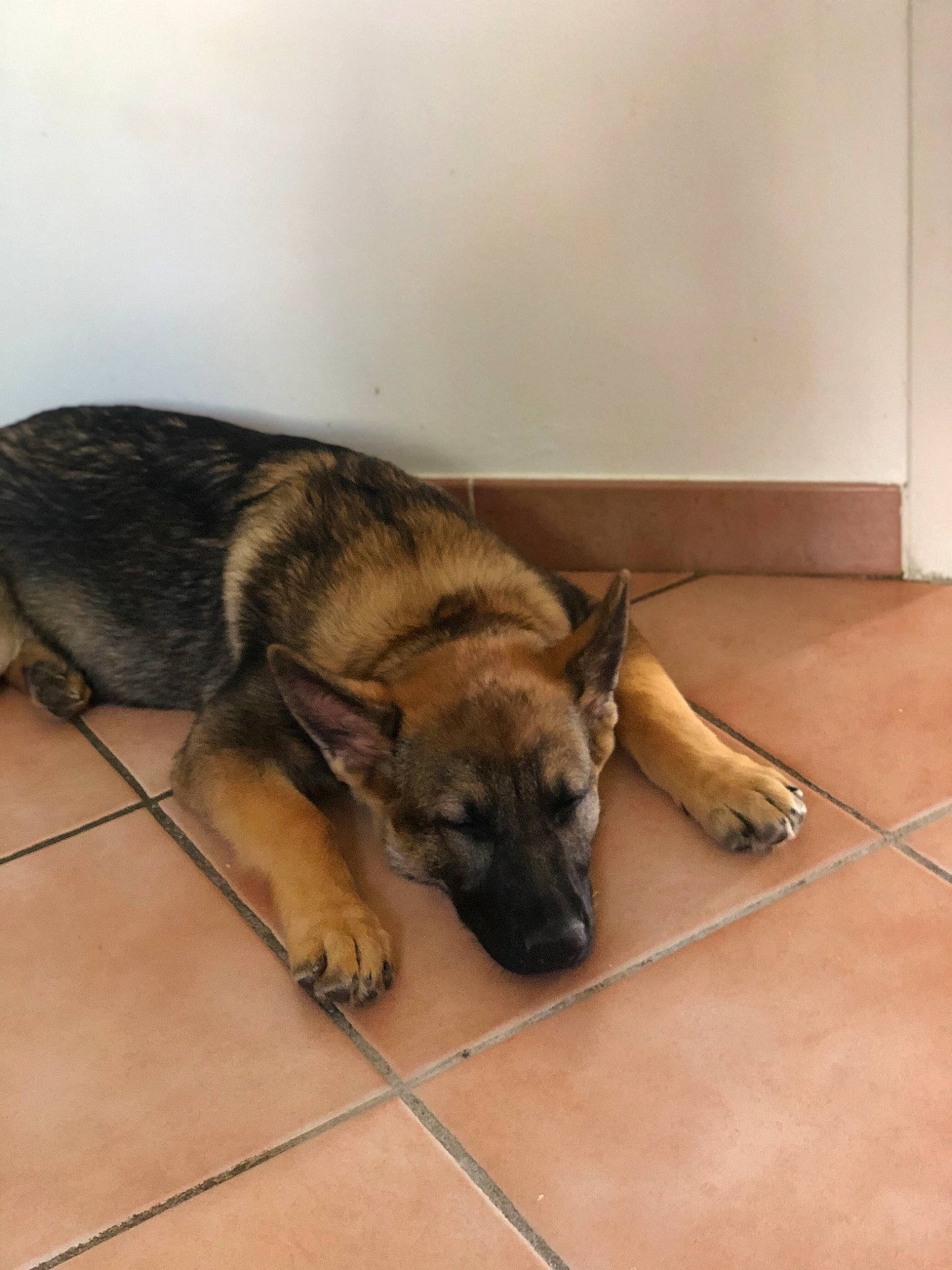 Walt a rejoint le concours — aidez-le/la à gagner de superbes lots ! belgian_shepherd_malinois, canidae, carnivore, dog, dog_breed, fawn, floor, german_shepherd_dog, mammal, old_german_shepherd_dog, snout, vertebrate