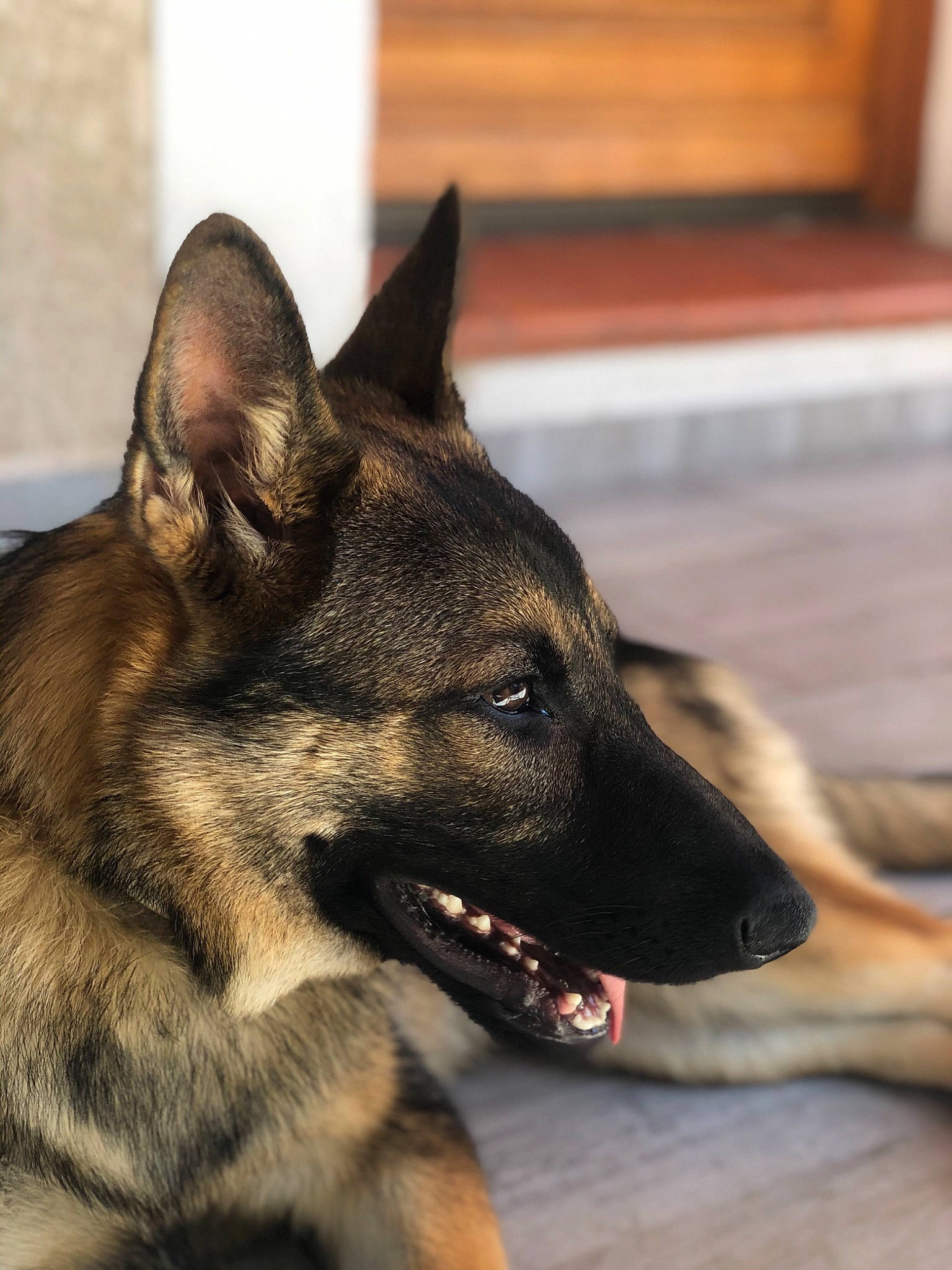 Walt a rejoint le concours — aidez-le/la à gagner de superbes lots ! belgian_shepherd, belgian_shepherd_malinois, canidae, canis, carnivore, dog, dog_breed, east_european_shepherd, fawn, german_shepherd_dog, king_shepherd, kunming_wolfdog, mammal, norwegian_elkhound, old_german_shepherd_dog, rare_breed_dog, shiloh_shepherd_dog, snout, vertebrate, wolfdog