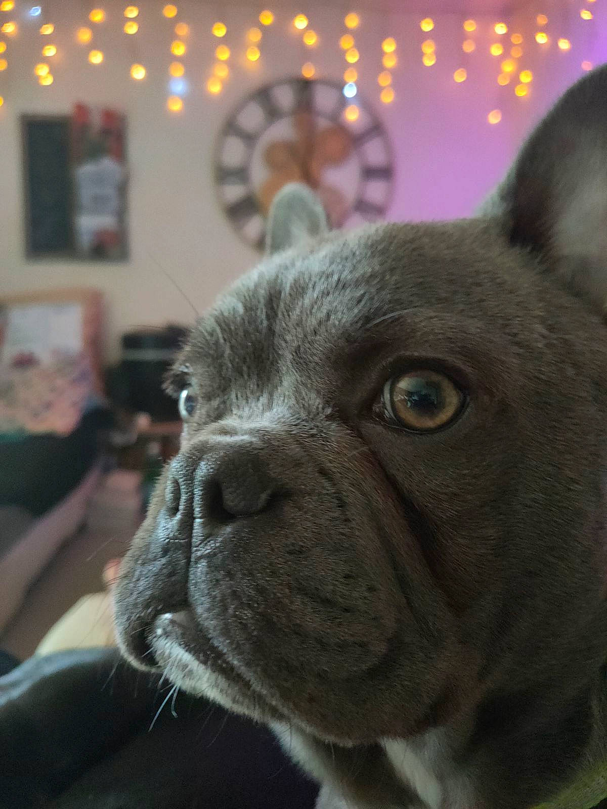 Tiger a rejoint le concours — aidez-le/la à gagner de superbes lots ! bulldog, carnivore, close_up, companion_dog, dog, dog_breed, ear, fawn, fur, light, picture_frame, pug, sculpture, snout, terrestrial_animal, toy_dog, whiskers, window, working_animal, wrinkle