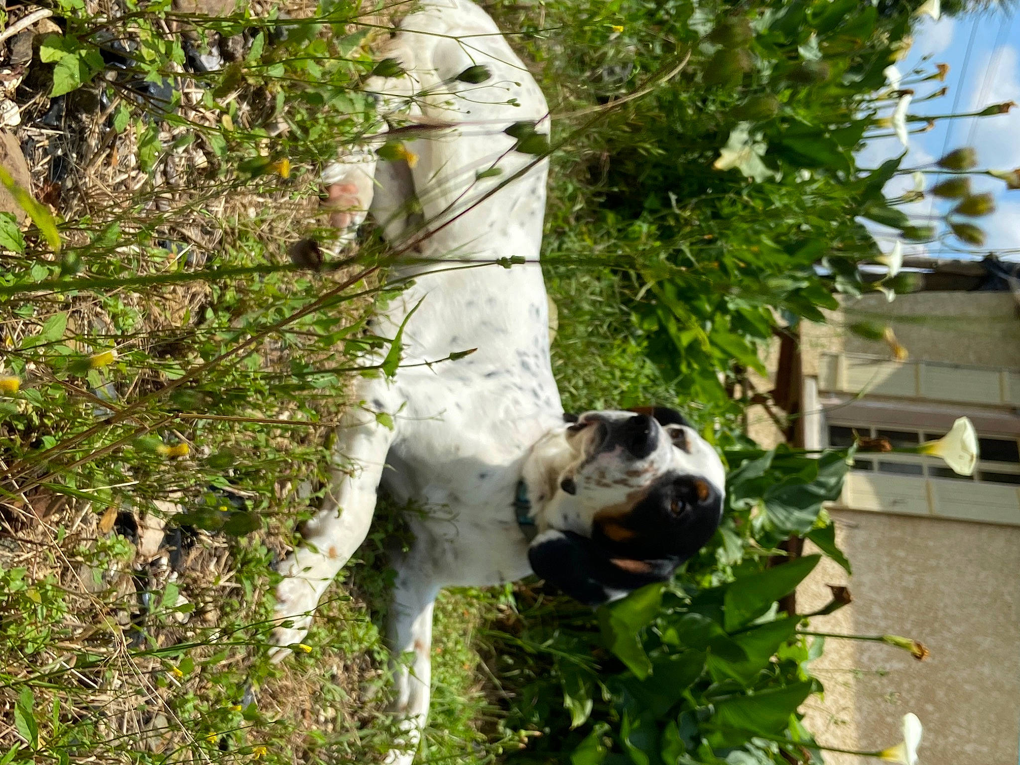 Rudy a rejoint le concours — aidez-le/la à gagner de superbes lots ! building, canidae, carnivore, collar, companion_dog, dog, dog_breed, fawn, grass, non_sporting_group, plant, sculpture, shrub, snout, sporting_group, tail, tree, twig, working_animal, working_dog