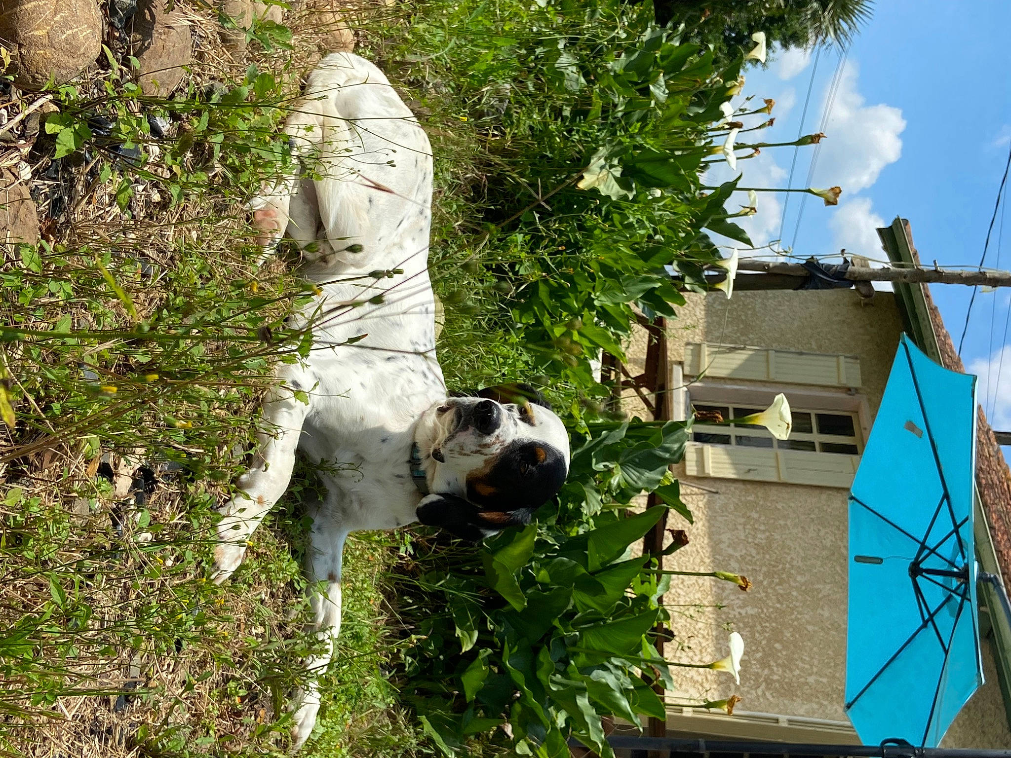 Rudy a rejoint le concours — aidez-le/la à gagner de superbes lots ! art, building, canidae, carnivore, cloud, companion_dog, dog, dog_breed, fawn, grass, plant, sculpture, shrub, sky, snout, sporting_group, statue, tree, woody_plant, working_animal