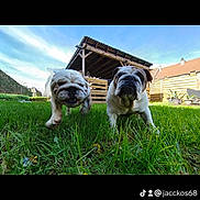 Taïko Et Suzette participe au concours pour gagner de l'argent avec cette photo : animal, architecture, bostonbull, building, bulldog, canine, dog, field, frenchbulldog, grass, grassland, lawn, nature, outdoors, pet, pitbull, plant, pug, puppy, shelter