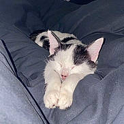 Tess a rejoint le concours — aidez-le/la à gagner de superbes lots ! cat, kitten, sleeping, bed, duvet, blanket, paws, black_and_white, fur, whiskers, indoor, cozy, cute, portrait, nap, bedroom, window, heater, pet, closeup