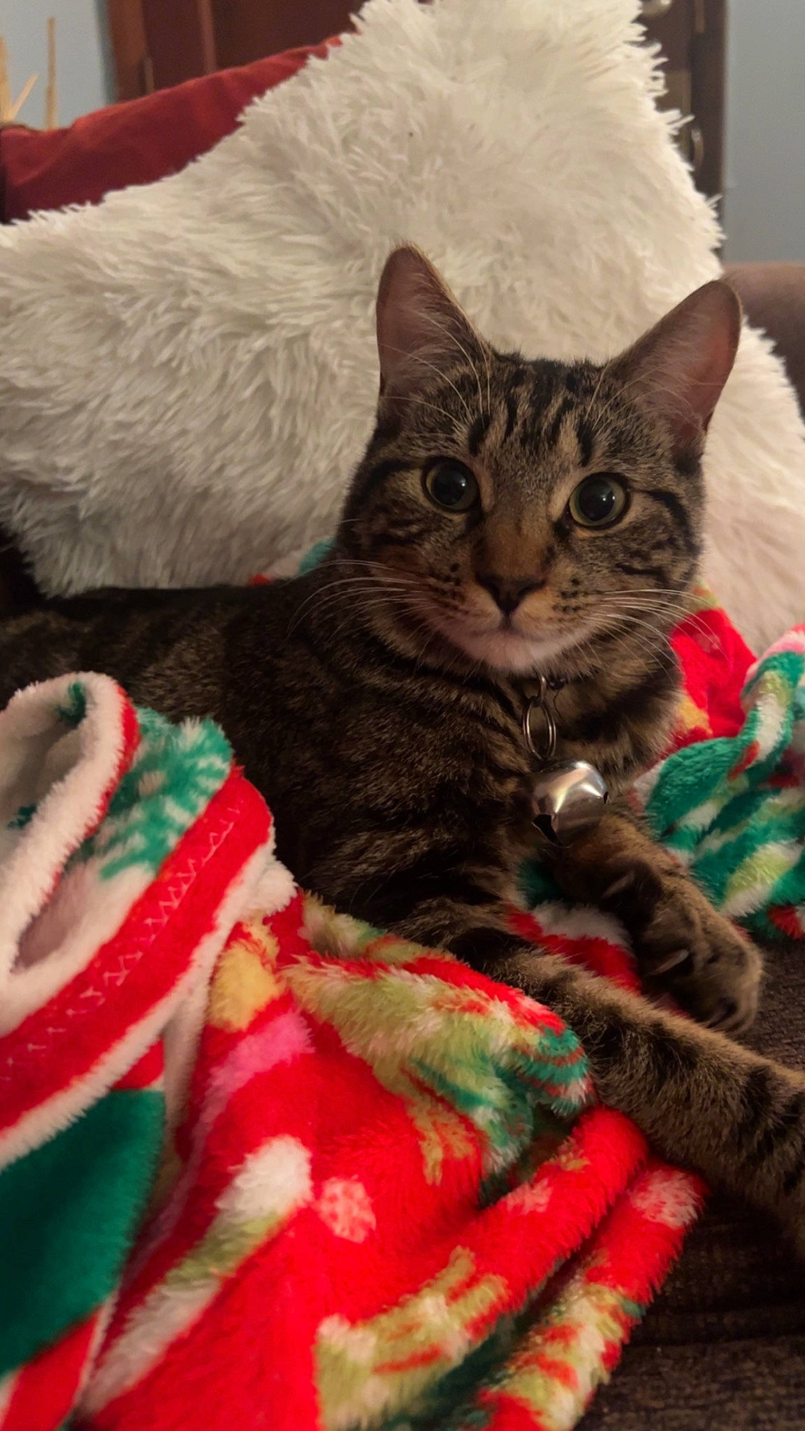 Capri joined the competition — help win amazing prizes! blanket, carnivore, cat, cat_supply, claw, comfort, domestic_short_haired_cat, event, felidae, fur, knitting, linens, nap, pattern, paw, small_to_medium_sized_cats, tail, thread, tree, whiskers