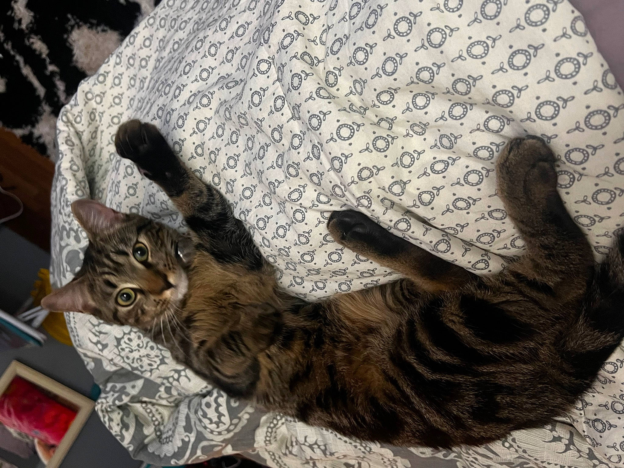 Capri joined the competition — help win amazing prizes! art, carnivore, cat, claw, comfort, domestic_short_haired_cat, fawn, felidae, fur, grey, pattern, paw, small_to_medium_sized_cats, tail, terrestrial_animal, tree, whiskers