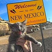 Zoe joined the competition — help win amazing prizes! kitten, cat, gray_cat, white_paws, hand, leash, outdoor, sign, welcome_sign, new_mexico, sky, sunny, daytime, person, animal, pet, roadside, landscape, happy, meowing