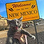kitten, cat, gray_cat, white_paws, hand, leash, outdoor, sign, welcome_sign, new_mexico, sky, sunny, daytime, person, animal, pet, roadside, landscape, happy, meowing