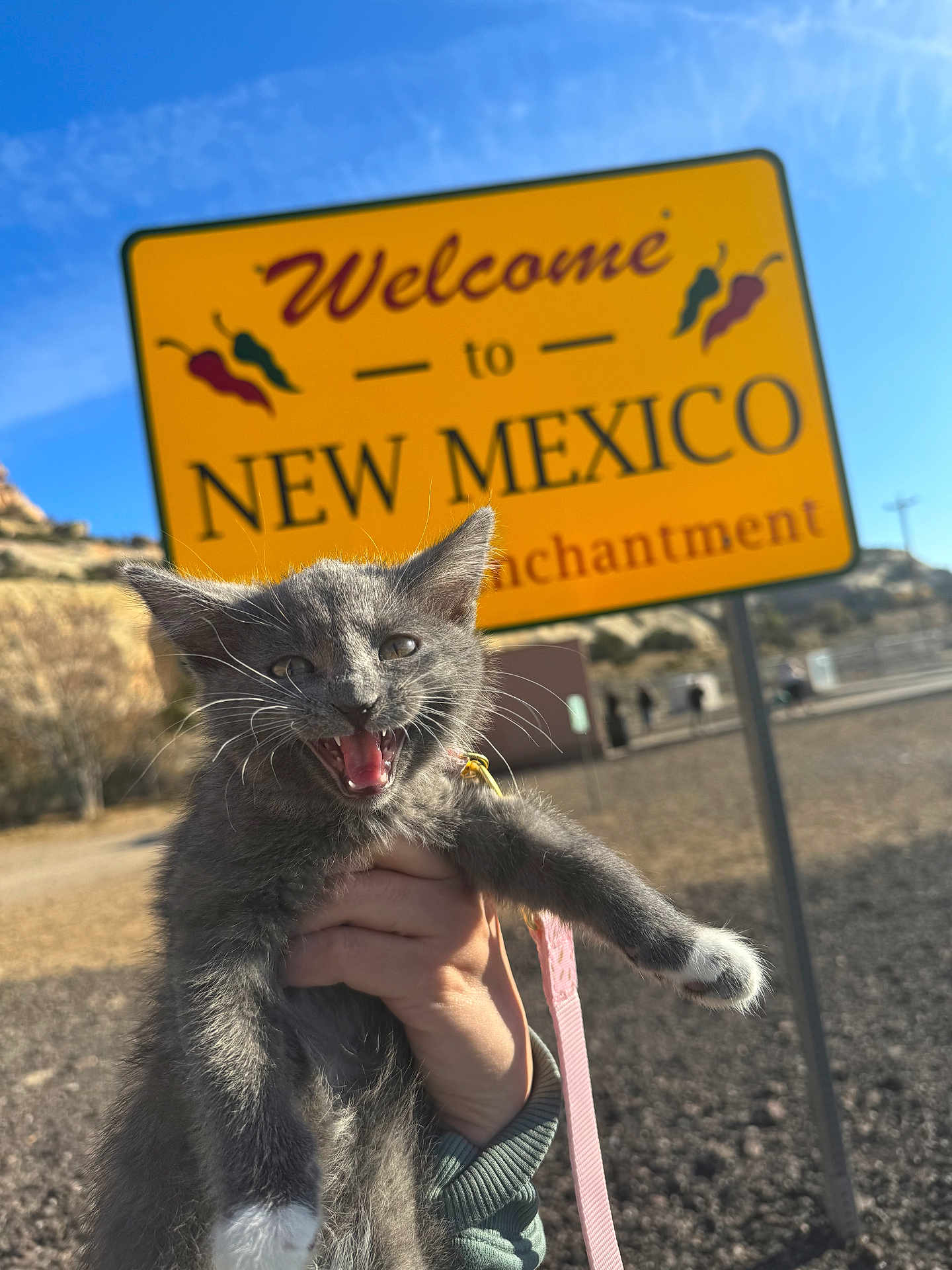 Zoe joined the competition — help win amazing prizes! kitten, cat, gray_cat, white_paws, hand, leash, outdoor, sign, welcome_sign, new_mexico, sky, sunny, daytime, person, animal, pet, roadside, landscape, happy, meowing