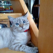 Zelda participe au concours pour gagner de l'argent avec cette photo : cat, blue_eyes, red_collar, wooden_stairs, indoor, pet, feline, curious, relaxed, home_interior, colorful_dishes, animal, whiskers, paw, fur, domestic, close_up, young_cat, looking, resting