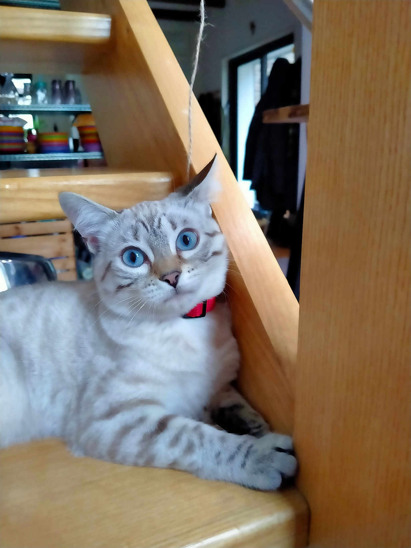 Zelda participe au concours pour gagner de l'argent avec cette photo : cat, blue_eyes, red_collar, wooden_stairs, indoor, pet, feline, curious, relaxed, home_interior, colorful_dishes, animal, whiskers, paw, fur, domestic, close_up, young_cat, looking, resting
