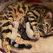 Zelda participe au concours pour gagner de l'argent avec cette photo : animal_care, animal_family, bed, bengal_cat, close_up, cozy, cute, feline, indoor, kitten, mother_cat, motherhood, newborn_kittens, nursing, pet, resting, sleeping, soft_bedding, striped_fur, tabby_pattern