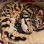 animal_care, animal_family, bed, bengal_cat, close_up, cozy, cute, feline, indoor, kitten, mother_cat, motherhood, newborn_kittens, nursing, pet, resting, sleeping, soft_bedding, striped_fur, tabby_pattern