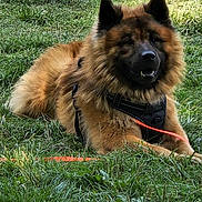Vimpy a rejoint le concours — aidez-le/la à gagner de superbes lots ! brown_fur, canine, close_up, companion, dog, ears, field, furry, grass, harness, leash, lying_down, mouth, nose, outdoor, pet, portrait, relaxed, sunlight, teeth
