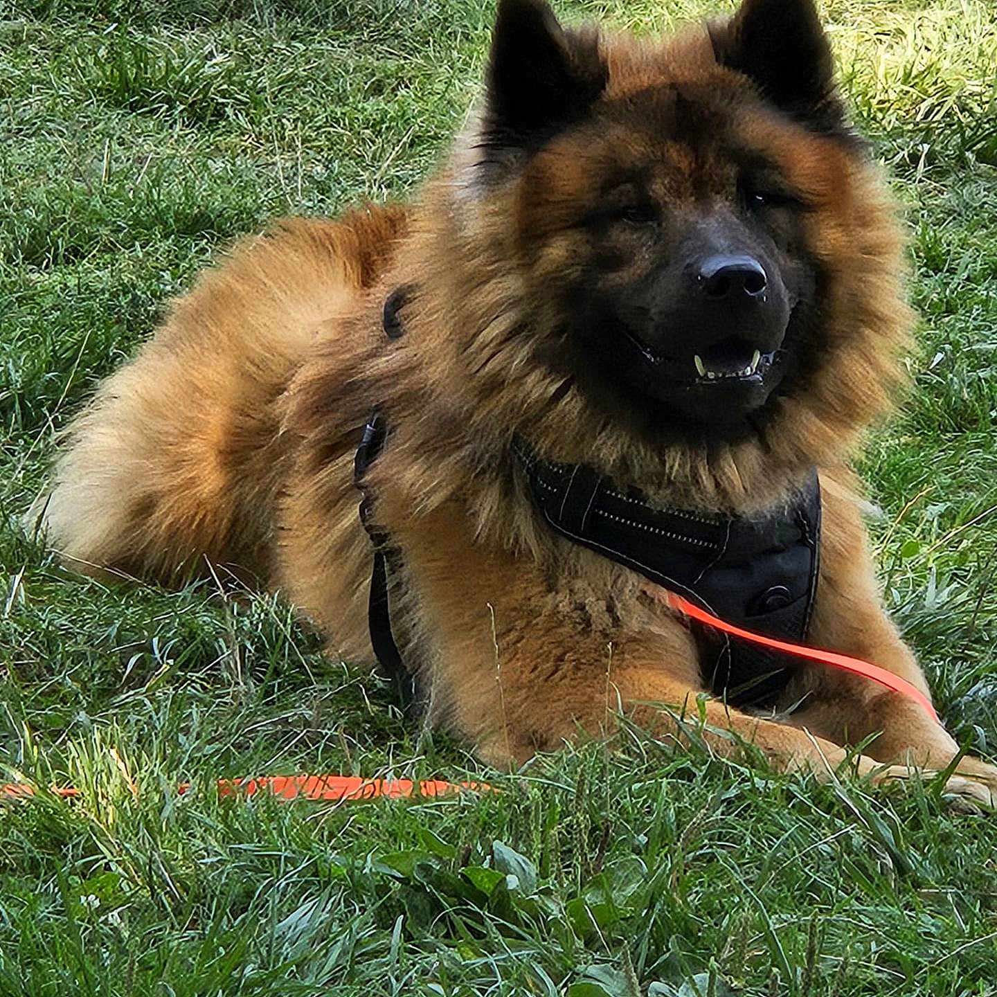 Vimpy a rejoint le concours — aidez-le/la à gagner de superbes lots ! brown_fur, canine, close_up, companion, dog, ears, field, furry, grass, harness, leash, lying_down, mouth, nose, outdoor, pet, portrait, relaxed, sunlight, teeth