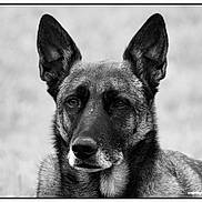 Sandra participe au concours pour gagner de l'argent avec cette photo : alert, animal, background_blur, black_and_white, calm, canine, close_up, dog, domestic_animal, ears, face, fur, german_shepherd, looking_away, muzzle, outdoor, pet, portrait, watchful, whiskers