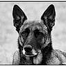 alert, animal, background_blur, black_and_white, calm, canine, close_up, dog, domestic_animal, ears, face, fur, german_shepherd, looking_away, muzzle, outdoor, pet, portrait, watchful, whiskers