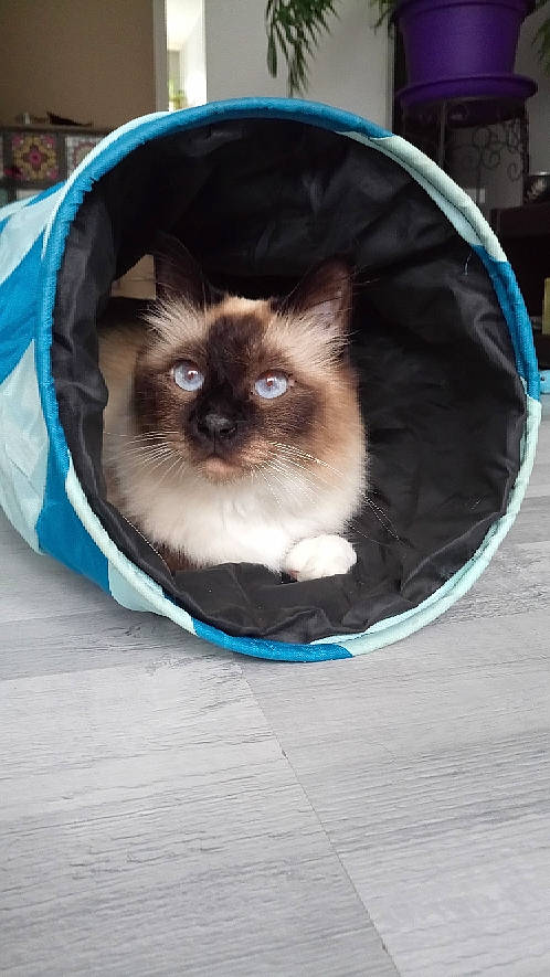Largowinch a rejoint le concours — aidez-le/la à gagner de superbes lots ! birman, carnivore, cat, electric_blue, eye, fawn, felidae, fur, iris, siamese, small_to_medium_sized_cats, snout, whiskers