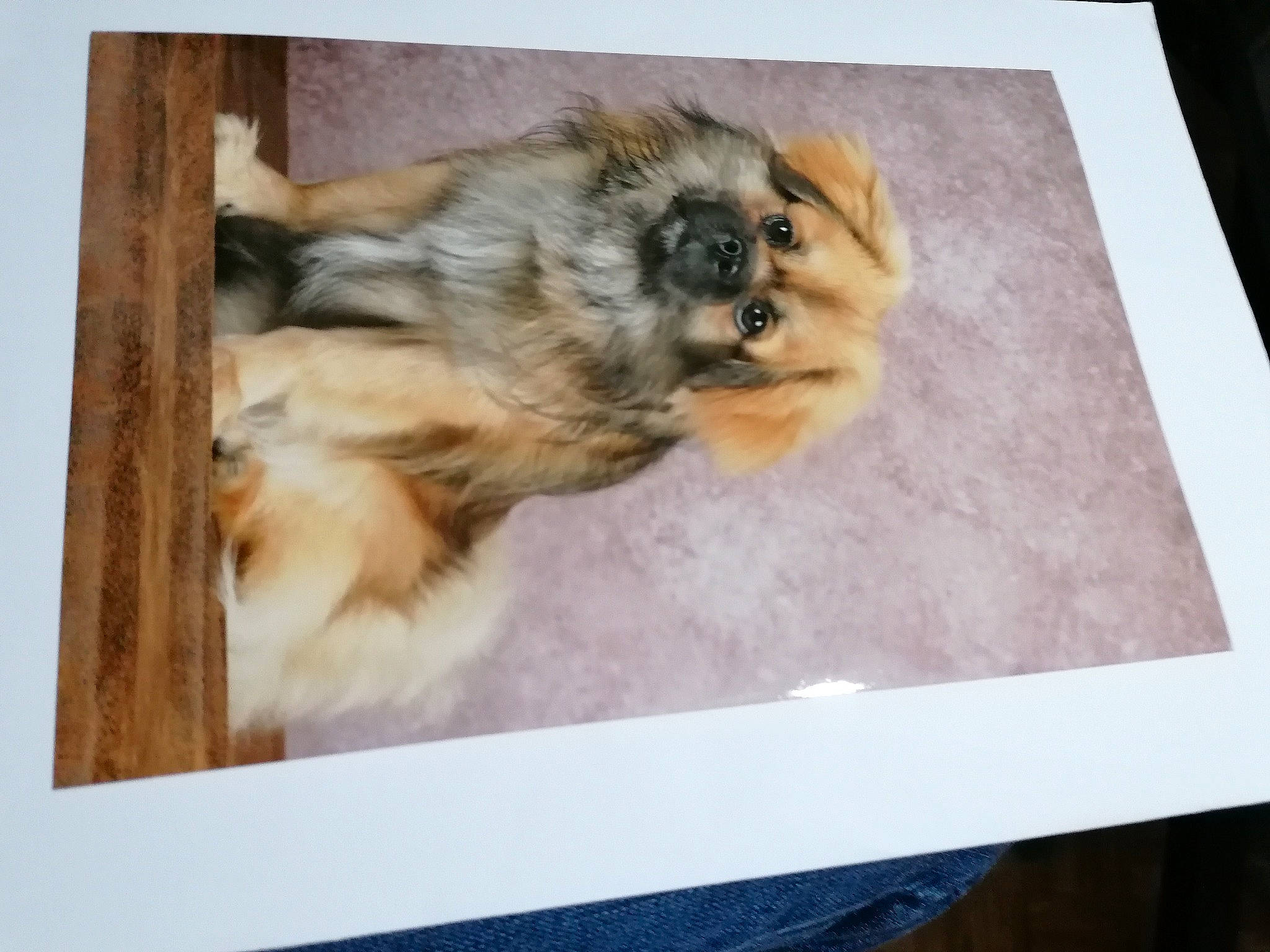 Sticky participe au concours pour gagner de l'argent avec cette photo : art, big_cats, canidae, carnivore, companion_dog, dog, dog_breed, drawing, fawn, felidae, flooring, fur, hardwood, painting, paw, snout, sporting_group, terrestrial_animal, toy_dog, wood