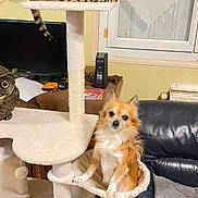 Pooky a rejoint le concours — aidez-le/la à gagner de superbes lots ! animal, cat, cat_tree, couch, cozy, curtains, cute, dog, domestic, furniture, home, indoor, leather, pet, pet_furniture, relaxed, sitting, small_dog, spotted_cat, window