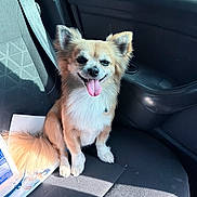 Pooky participe au concours pour gagner de l'argent avec cette photo : dog, small_dog, car, car_interior, seat, sunlight, tongue_out, happy, pet, fluffy, ears, window, paper, shadow, smiling, indoor, animal, canine, transportation, companion