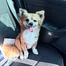 dog, small_dog, car, car_interior, seat, sunlight, tongue_out, happy, pet, fluffy, ears, window, paper, shadow, smiling, indoor, animal, canine, transportation, companion