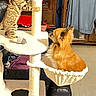 Pooky a rejoint le concours — aidez-le/la à gagner de superbes lots ! animal, brown_cat, cat, cat_tree, clothing, cozy, curious, dog, floor, furniture, hammock, hanging_clothes, indoor, living_room, pet, playful, relaxed, scratching_post, small_dog, wooden_cabinet