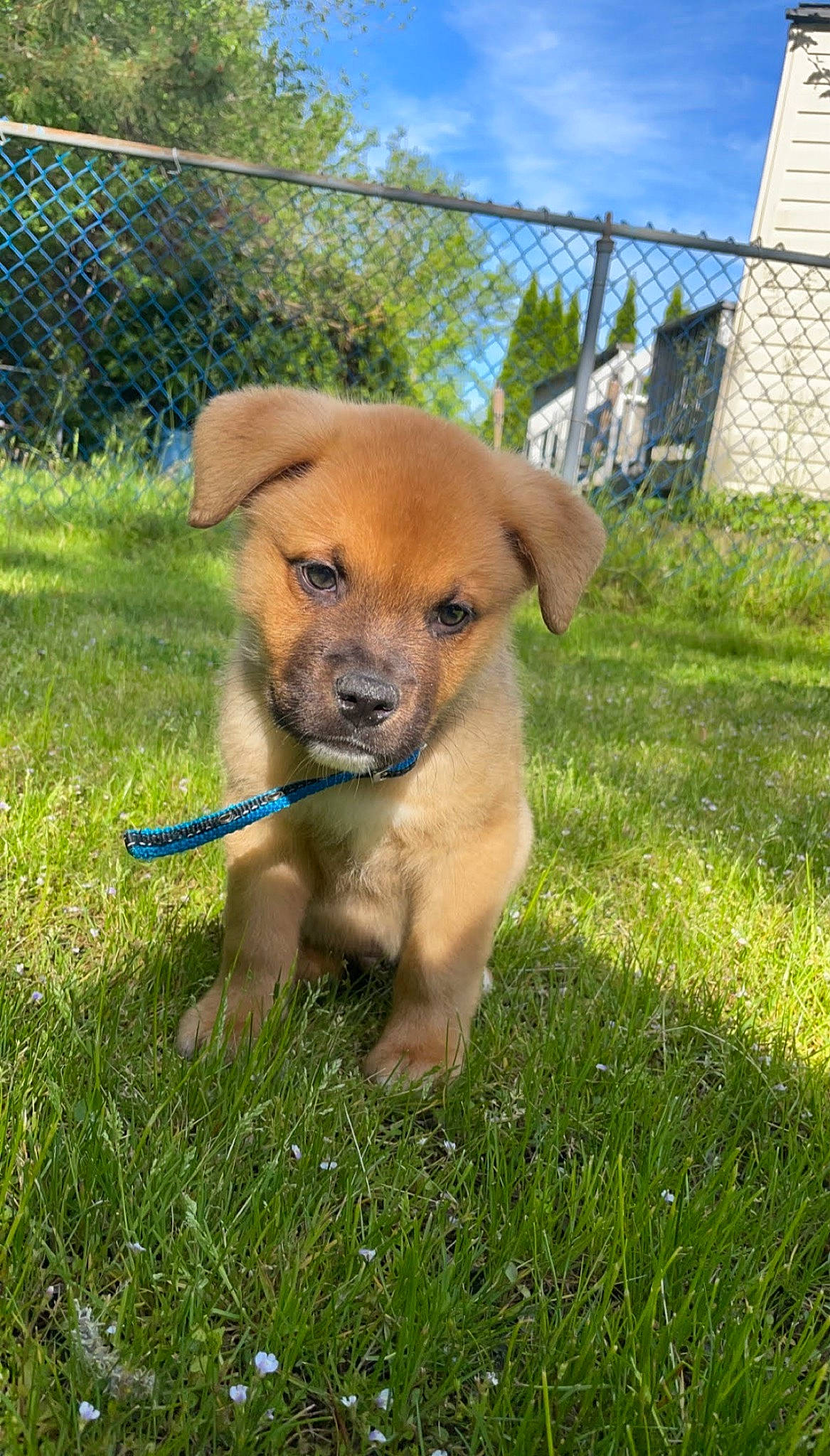 Wallowitz is registered to the contest to win money with this photo: canidae, carnivore, cloud, collar, companion_dog, dog, dog_breed, fawn, fence, grass, plant, puppy, sky, snout, sporting_group, tail, terrestrial_animal, tree, working_animal, working_dog