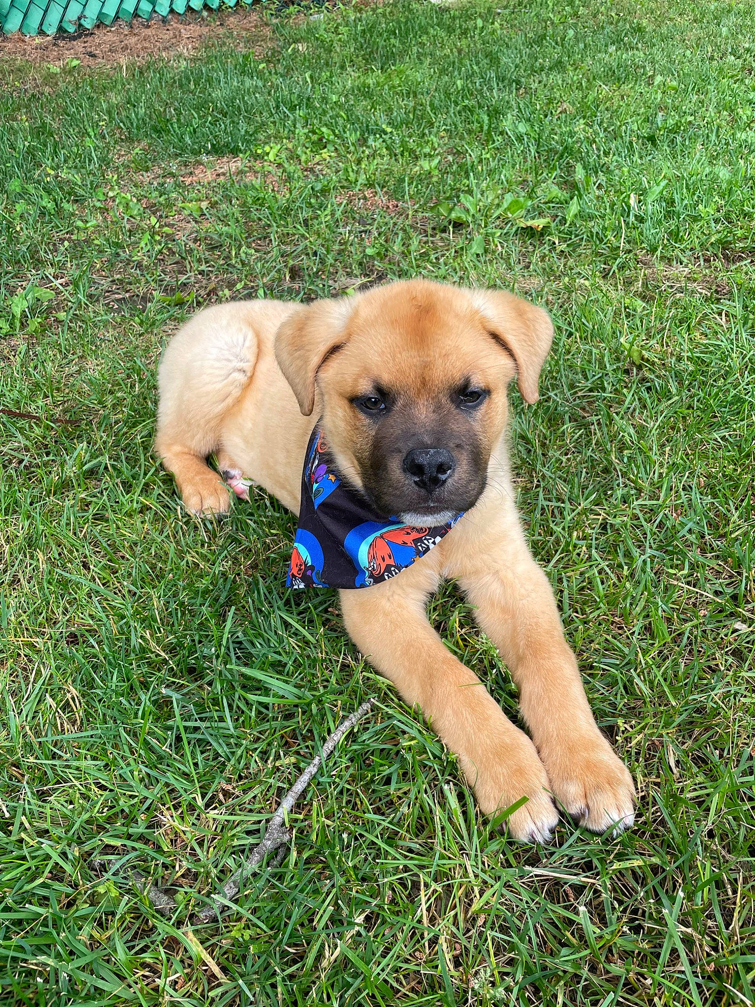 Wallowitz joined the competition — help win amazing prizes! canidae, carnivore, companion_dog, dog, dog_breed, dog_collar, dog_supply, fawn, grass, grassland, groundcover, paw, plant, snout, sporting_group, terrestrial_animal, working_animal, working_dog