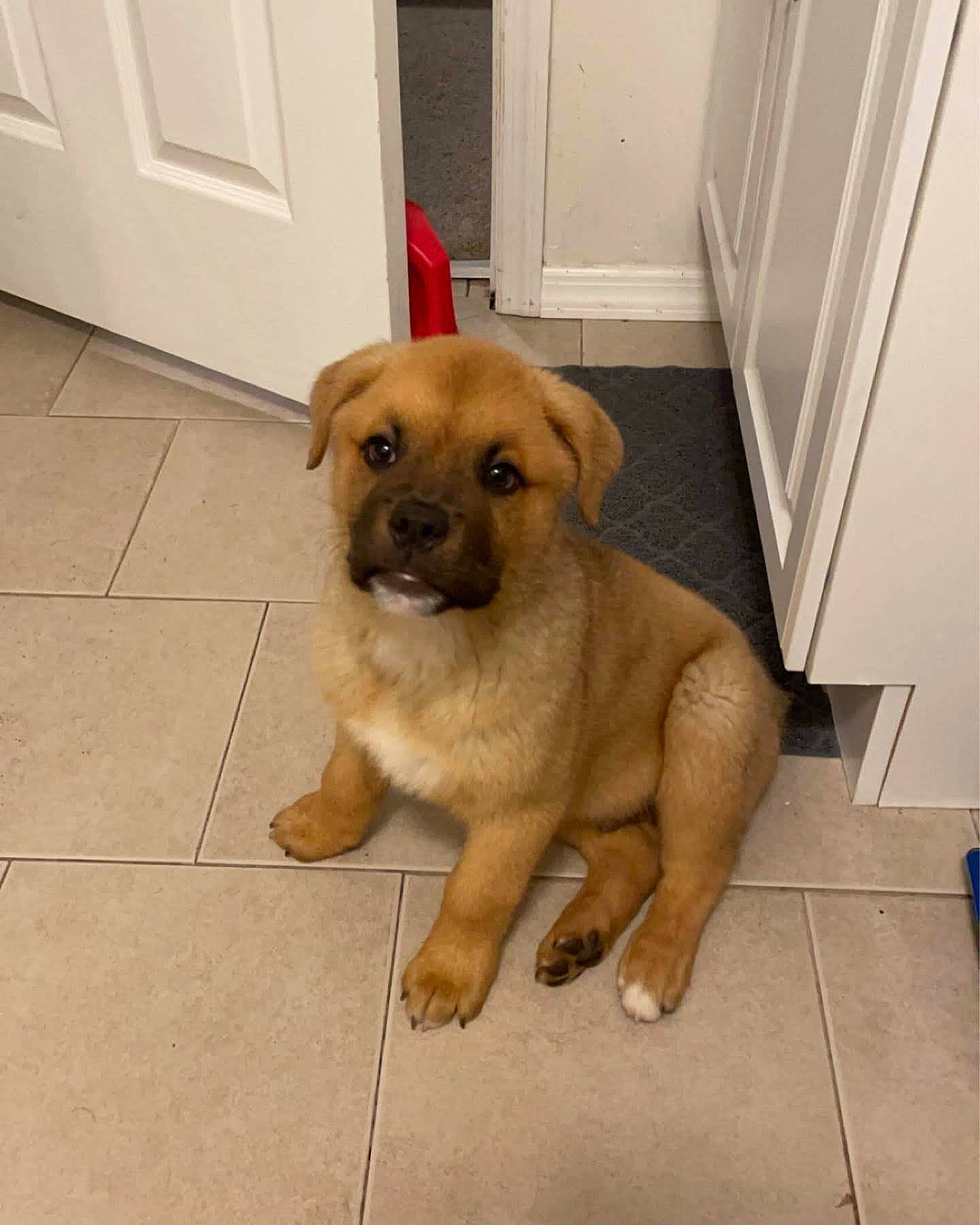 Wallowitz joined the competition — help win amazing prizes! canidae, carnivore, companion_dog, dog, dog_breed, door, fawn, floor, flooring, fur, hardwood, home_door, liver, non_sporting_group, paw, pet_supply, snout, sporting_group, tail, working_animal